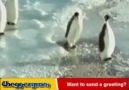 İbne Penguen :D (Video 3sn Ama kopmak .. 3)