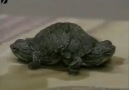 İki Başlı Kaplumbağa