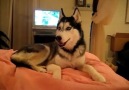 I Love You Diyen Husky
