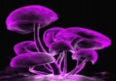 Infected Mushrooms - Acid Killer (Exclusive Goa) -