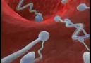 İnsanın yaratılışı: Spermin zorlu yolculuğu