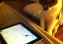 iPad ''Game for Cats''