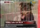 İşte Yasaklanan Vahşi Pitbullar !