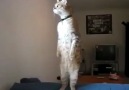 İstiklal Marşını Ayakta Dinleyen Kedi!!