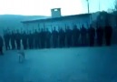 İtler Çakallar Yıldıramaz Bizleri..