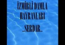 izmirli damla__vuramam sana (mustafa asii) [HQ]