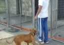 Jumper Pitbull Yuhh :)