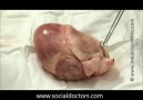 Kalp Anatomisi - Medikal Paylaşım
