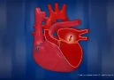 Kalp çalışma mekanizması anatomisi