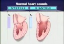 Kalp Sesleri - Medikal Paylaşım