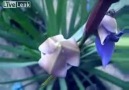 kameraya poz veren orkide çiçeği