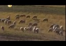 Kangal (belgesel)