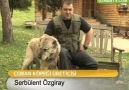 Kangal cinsi köpekleri kimler tercih etmeli?