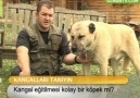 Kangal eğitilmesi kolay bir köpek mi?