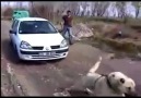 Kangal Köpeğinin Gücü !