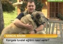 Kangallara tuvalet eğitimi nasıl verilir?