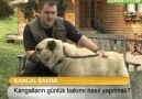 Kangalların günlük bakımı nasıl yapılmalı?