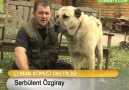 Kangallar neden çoban köpeği olarak adlandırılır?