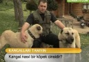 Kangal nasıl bir köpek cinsidir?