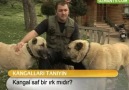 Kangal saf bir ırk mıdır?