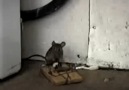 Kapan da olmasa fare karnını nasıl doyurcak :)