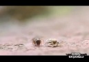 Karıncayla Eğlenen Örümceğin Sonu