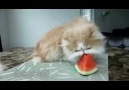 Karpuz Yiyen Kedi