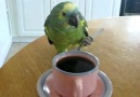 Kaşıkla  kahve içiyor..:)