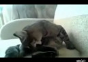 Kaşınan Ayağına Sinir Olan Kedi  :)