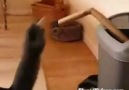kedi box yapıyor xD