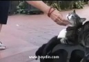 Kedi, Köpek ve Fare Dostluğu.