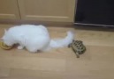 Kedilere kovalayan cesur kaplumbağa  )