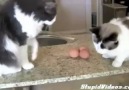 Kediler yumurtalara karşı!  :))