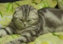 Kedinin Uyku Moduna Geçişine Bakın :)