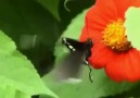 Kelebek ve Çiçek
