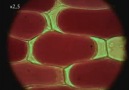 kırmızı soğan zarı hücrelerinin deplazmolizi
