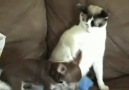 Kitten Still Loves Puppy... [HQ]