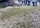 koçhisar aslanı tatarın bacısı pamuk