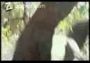 Komodo Ejderlerinin Ölümcül Kavgasi izle