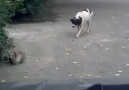 Köpeğin hazin sonu ;)