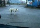 Köpek Dansı :)