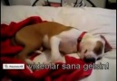 Köpek kabus görüyor ve utanıyor.