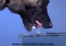 Köpek Nasıl Su İçer (Ağır Çekim)