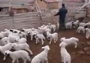 Koyun ve kuzuların buluşma sahnesi ;) Çok hoş,kaçırmayın..