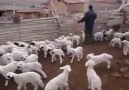 Koyun ve kuzuların buluşma sahnesi..Süper