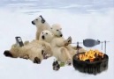 Küresel ısınmanın nedenini bulduk ayılar ateşi buldu xD