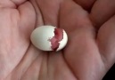 Kuşun Yumurtadan Çıkış Anı.. Muhteşem...PAYLAS