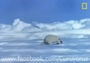 Kutup ayısının fok avı
