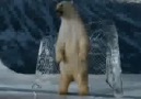 Kutup Ayısı vs İnsan ( Buz Hokeyi Maçı )