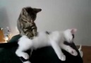 Masaj yapan kedi
